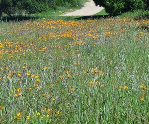 Photo of Fynbos and trees